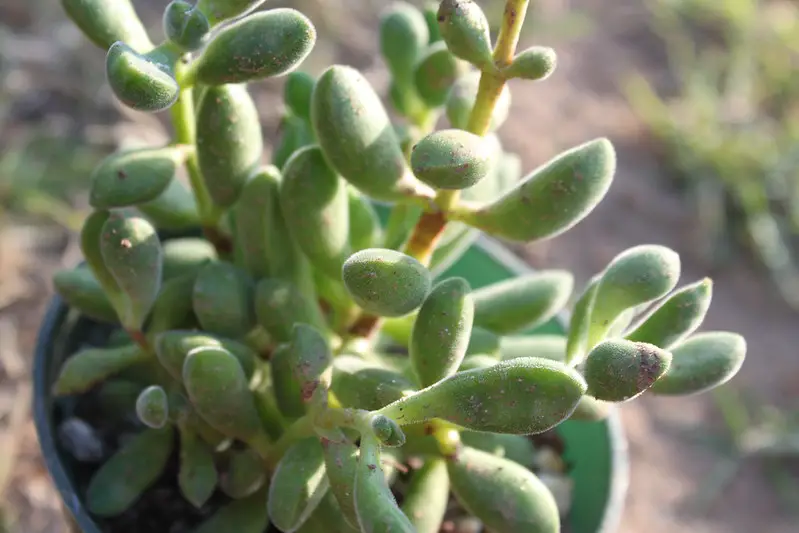 Crassula congesta Crassula congesta