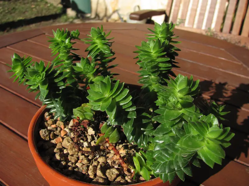 Crassula espiralis (Crassula 'Rizo Negro')