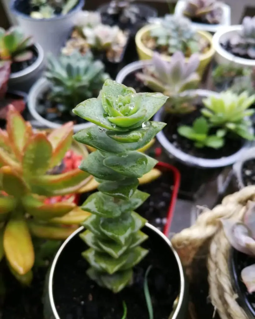 Crassula perforata – La tira de botones suculenta Crassula perforata – La tira de botones suculenta