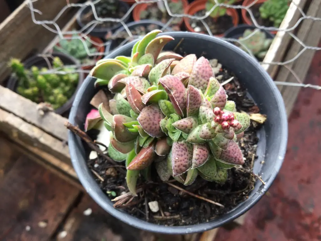 Crassula picturata – La planta de jade tigre Crassula picturata – La planta de jade tigre