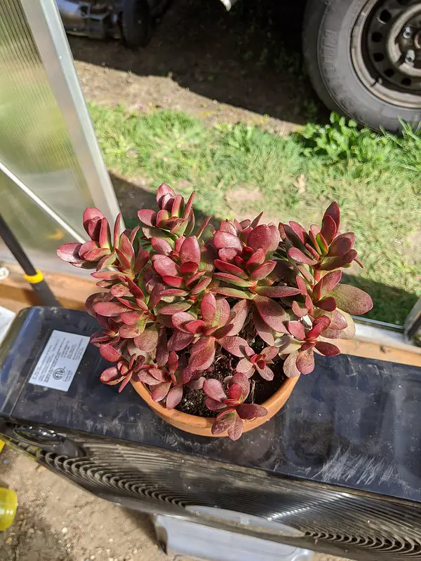 Crassula platyphylla Crassula platyphylla