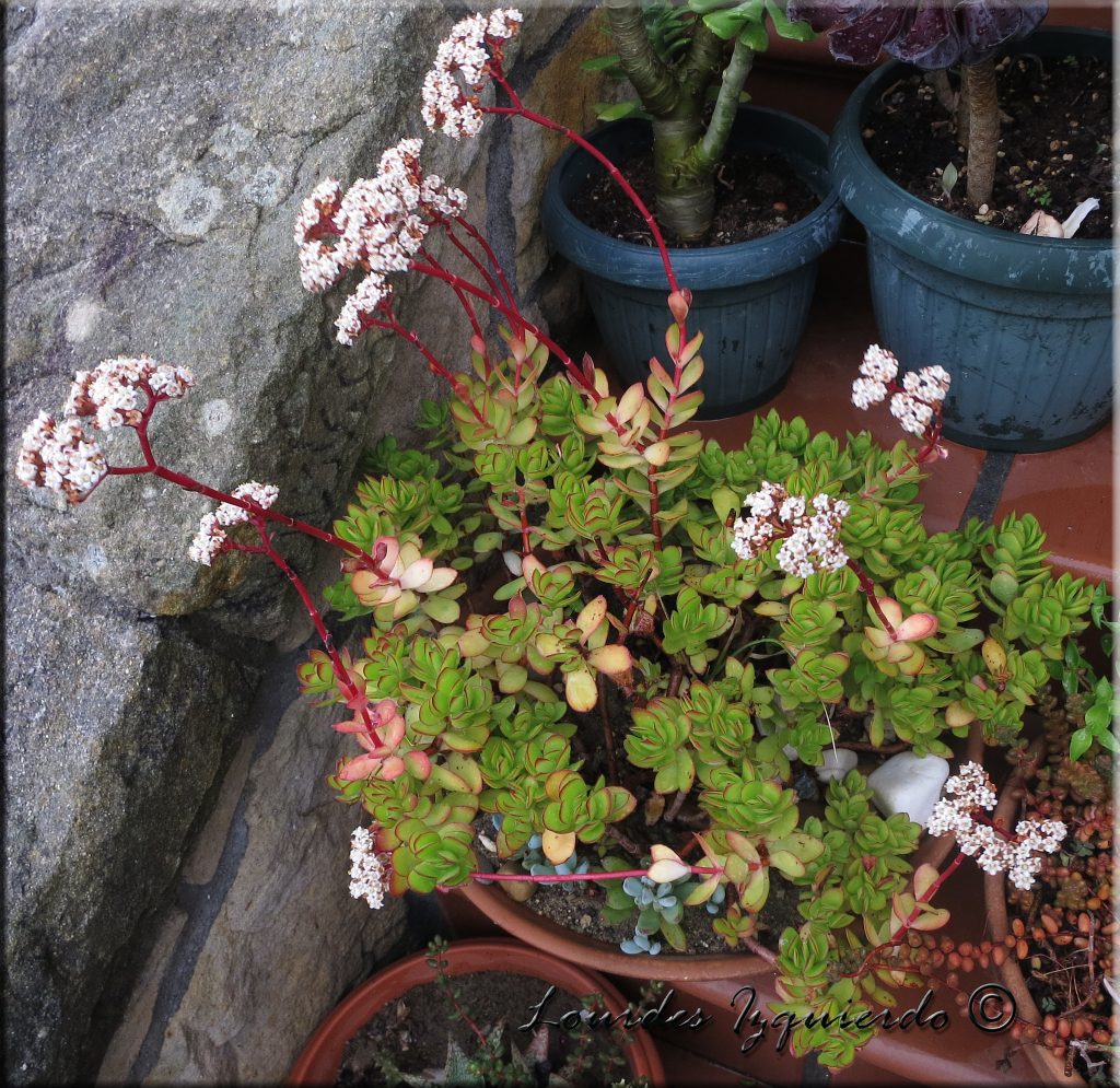 Crassula rubricaulis (Crassula de tallo rojo)