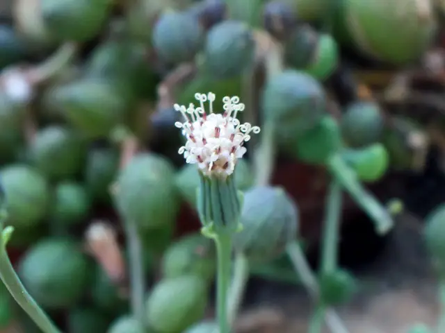 Curio Herreanus (Senecio Herreanus/ Herreianus) Curio Herreanus (Senecio Herreanus/ Herreianus)