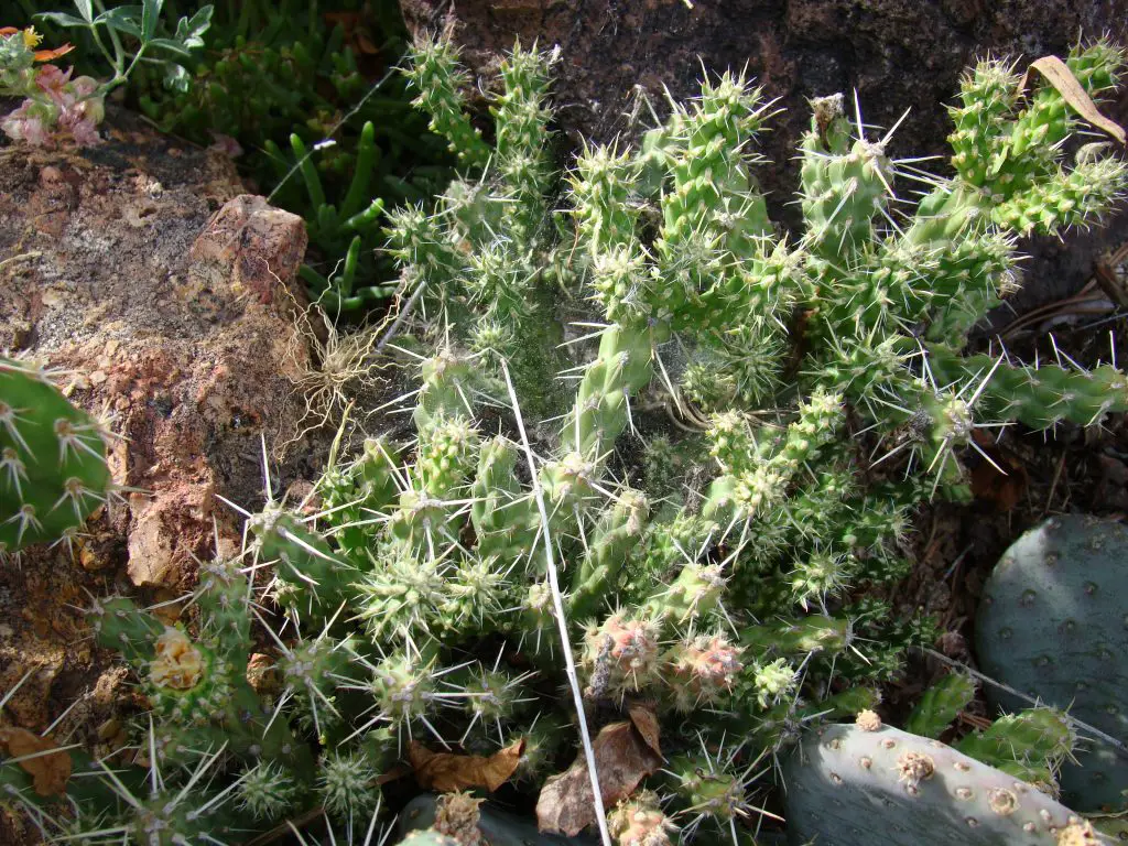 Cylindropuntia Whipplei (La cholla Whipple)