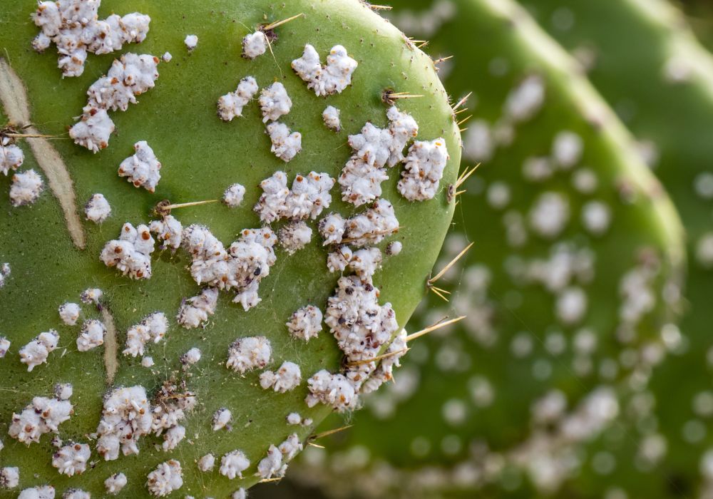 Descubrir cochinillas en un cactus y combatir estas plagas