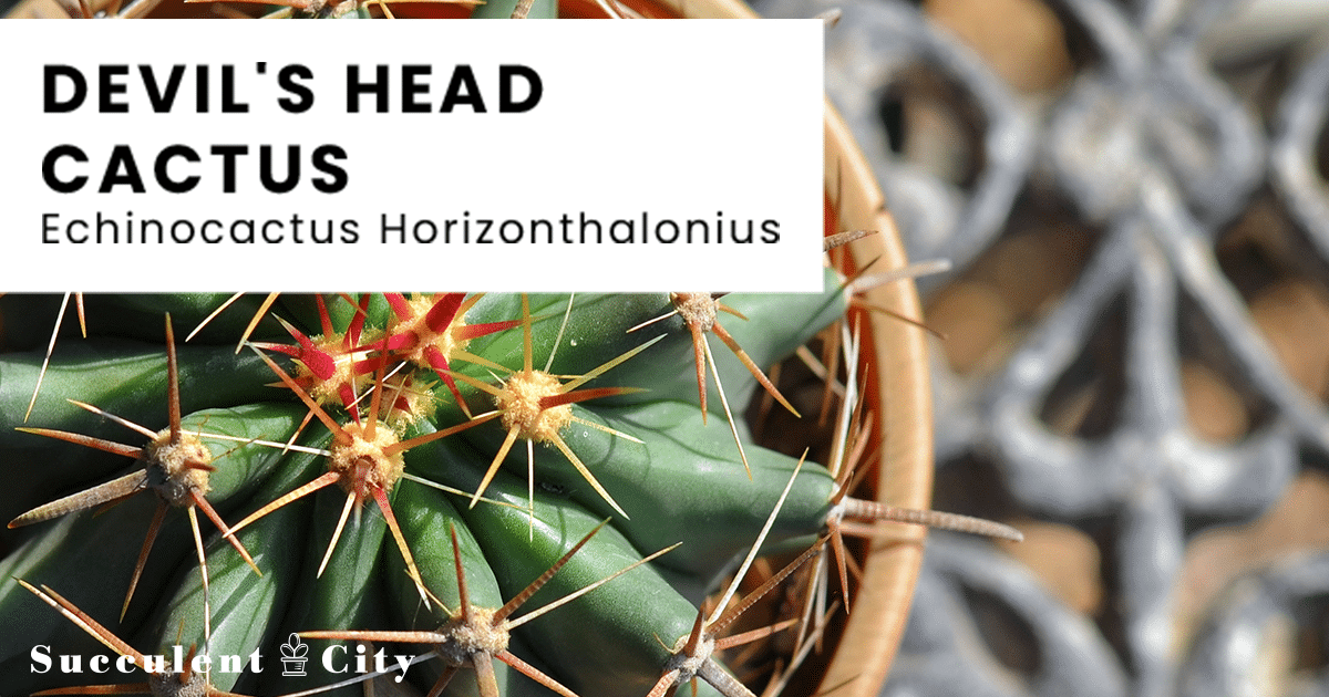 El cactus cabeza del diablo 'Echinocactus Horizonthalonius'