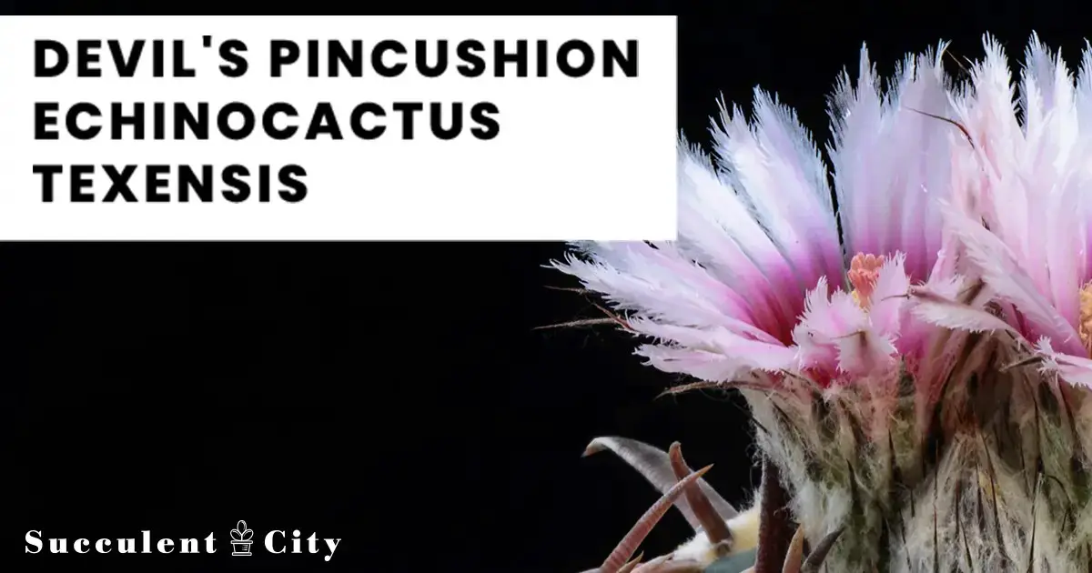 Cactus alfiletero del diablo 'Echinocactus Texensis' Cactus alfiletero del diablo 'Echinocactus Texensis'