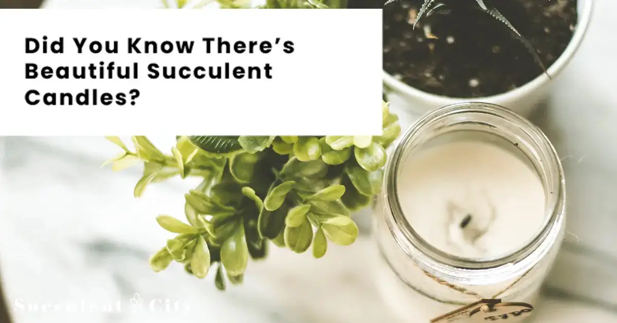 Ideas para hermosas velas de suculentas y cómo hacerlas