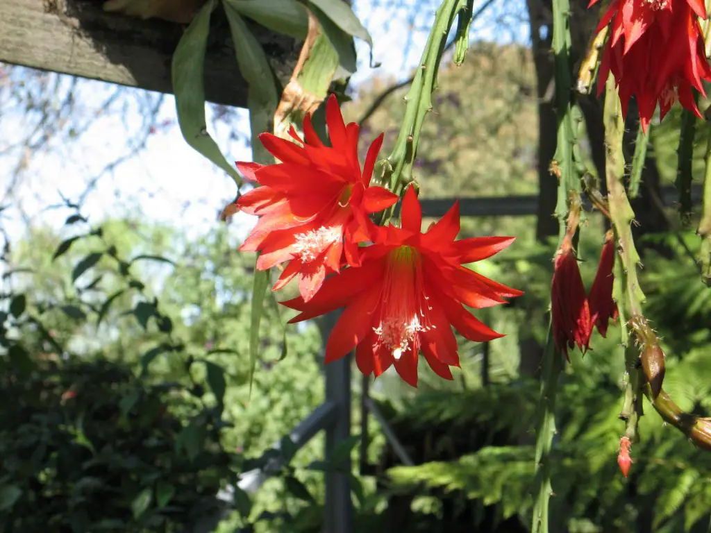 Disocactus Speciosus (El cactus del sol)