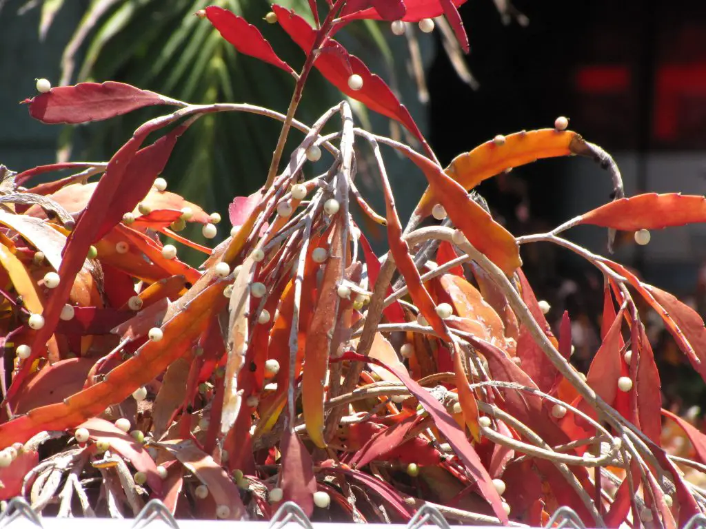 Disocactus ramulosus (Pseudorhipsalis ramulosa) Disocactus ramulosus (Pseudorhipsalis ramulosa)