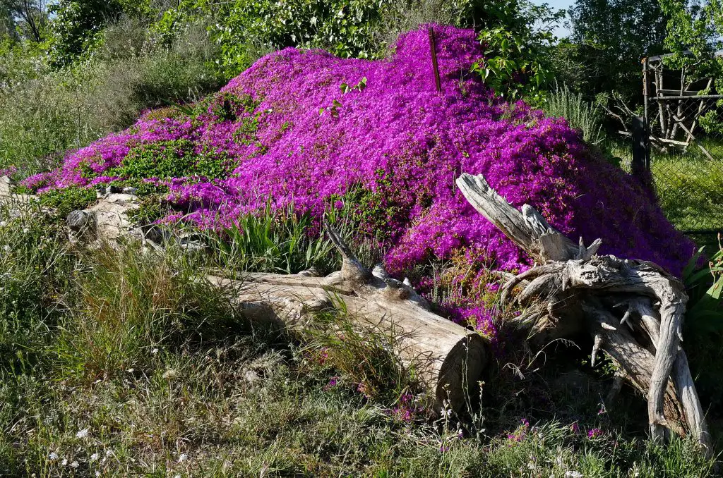 Drosanthemum floribundum (Enredadera de Rodondo)