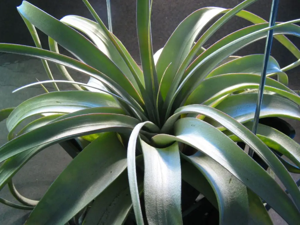 Echa un vistazo a estas grandes plantas aéreas (una colección asombrosa)