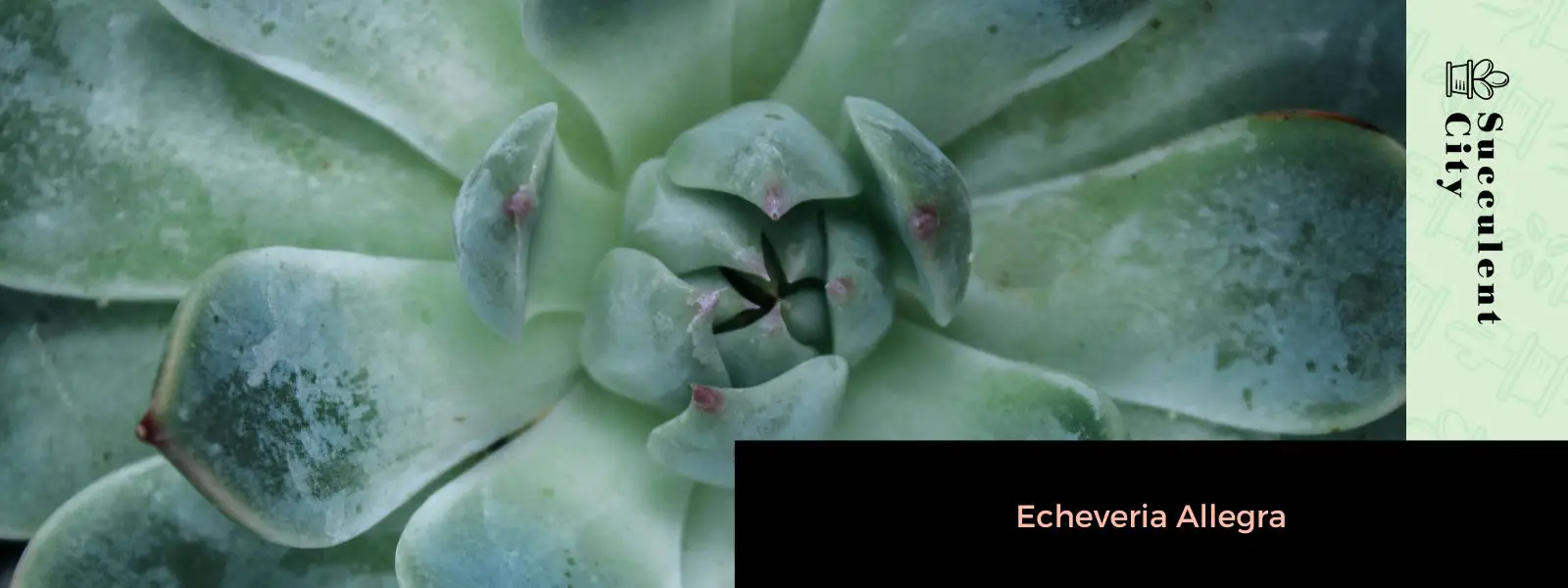 Echeveria allegra Echeveria allegra