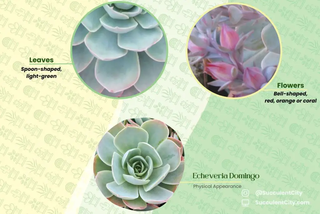 Echeveria Domingo Echeveria Domingo