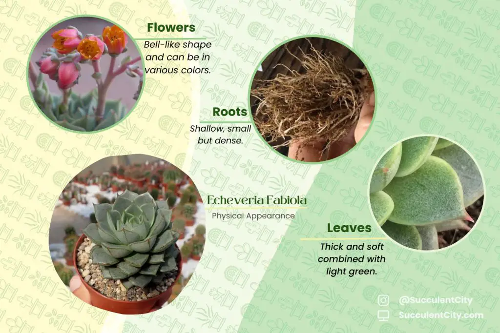 Echeveria Fabiola Echeveria Fabiola