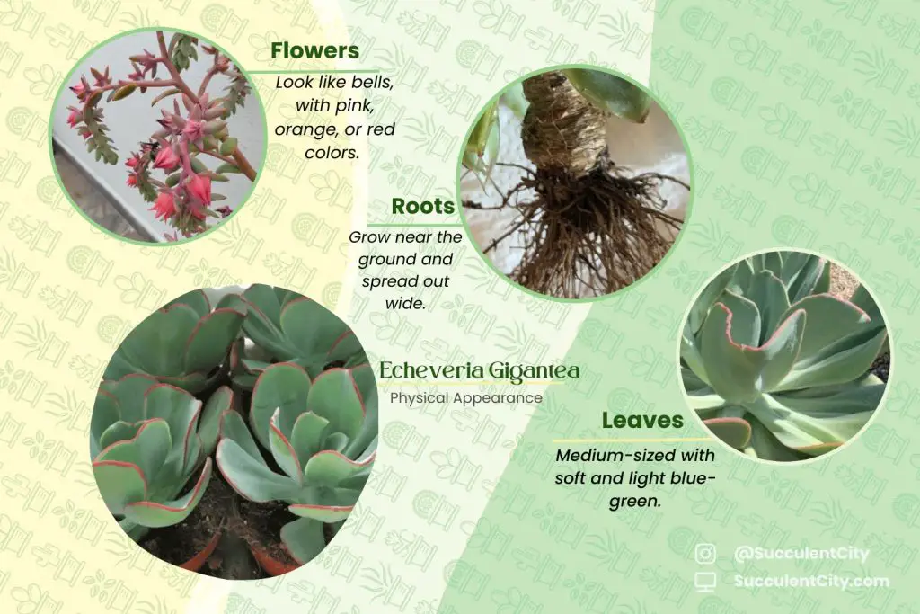 Echeveria Gigantea (El pollo gigante y la planta suculenta) Echeveria Gigantea (El pollo gigante y la planta suculenta)