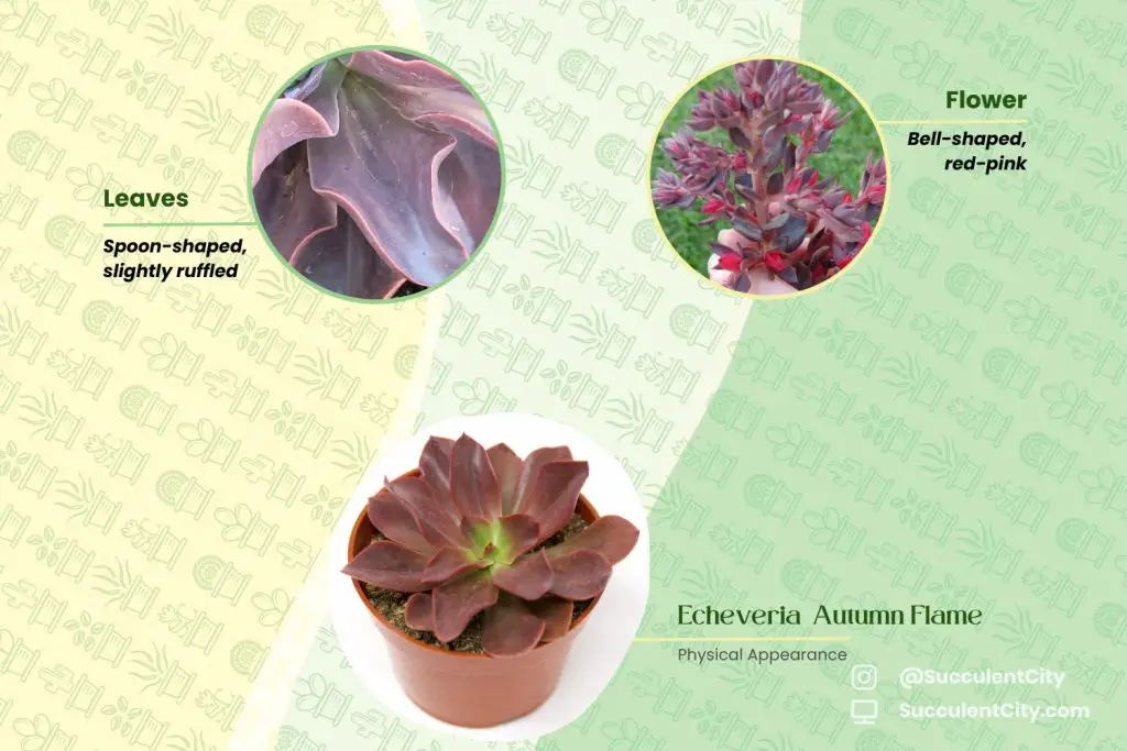 Echeveria Llama De Otoño Echeveria Llama De Otoño