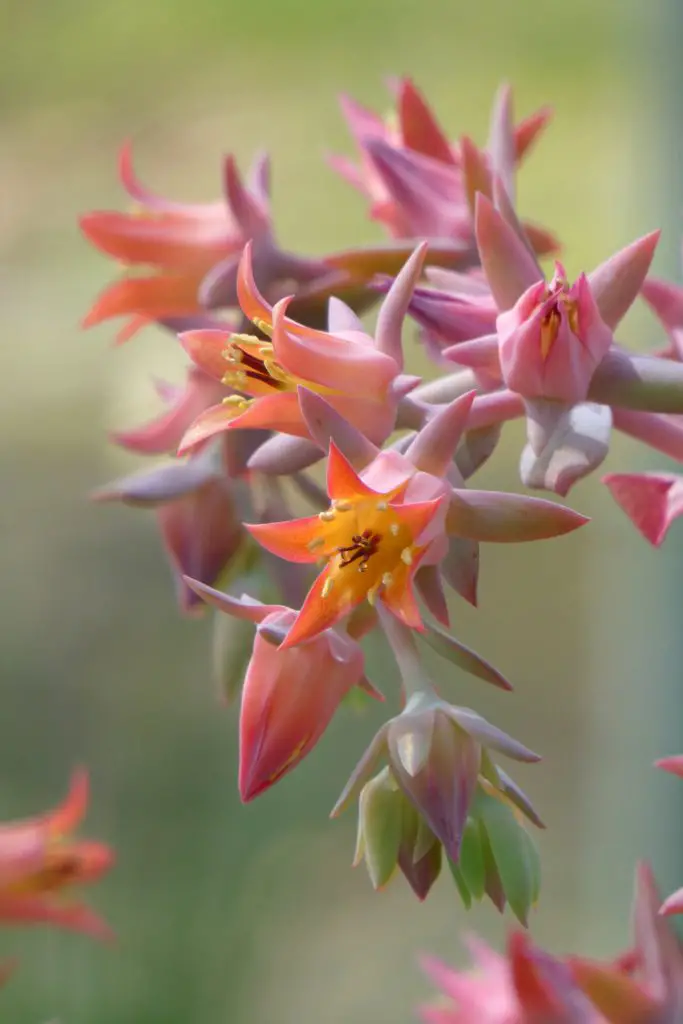 Echeveria Pallida (La Echeveria Argentina)