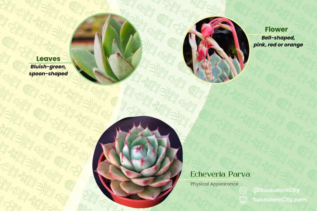 Echeveria Parva Echeveria Parva