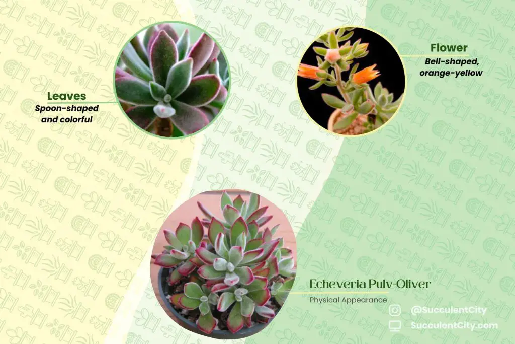 Echeveria Pulv Oliver