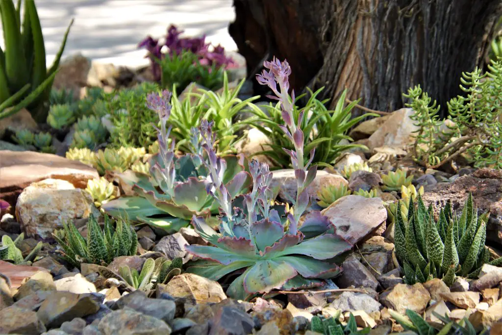 Echeveria Sahara (la suculenta súper tolerante al calor)