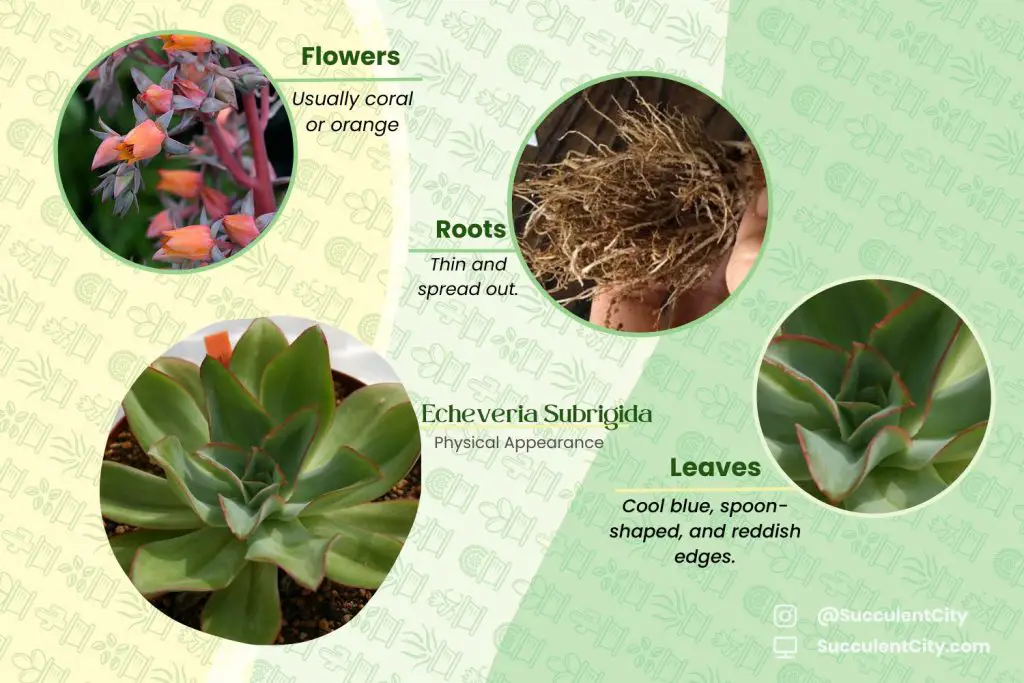 Echeveria Subrigida (La suculenta de fuego y hielo) Echeveria Subrigida (La suculenta de fuego y hielo)