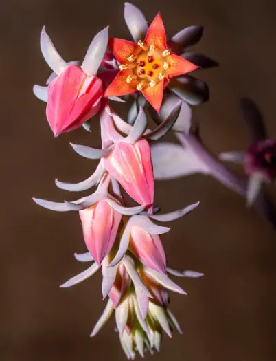 Echeveria propósitorum