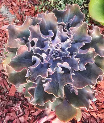 Echeveria violacina