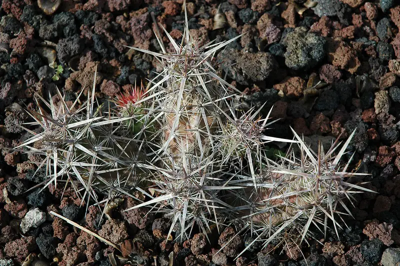 Echinocereus Brandegeei