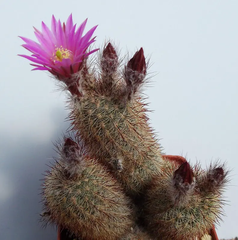 Echinocereus Laui