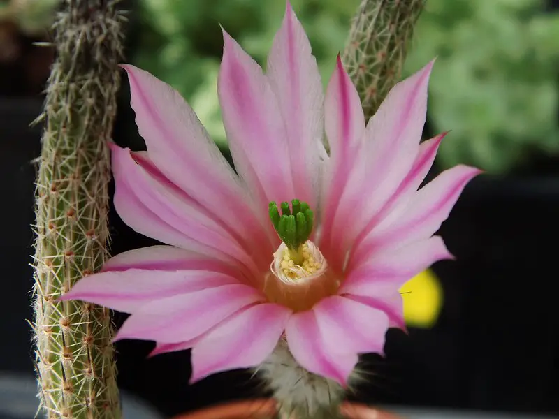 Echinocereus Poselgeri (El cactus dalia)