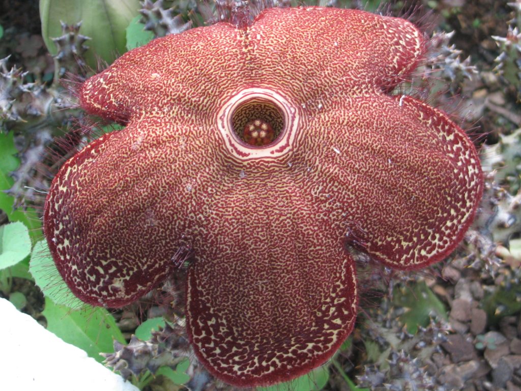 Edithcolea grandis (flor de alfombra persa)