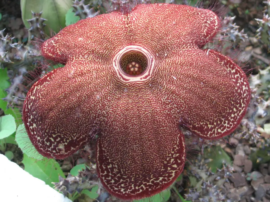 Edithcolea grandis (flor de alfombra persa) Edithcolea grandis (flor de alfombra persa)