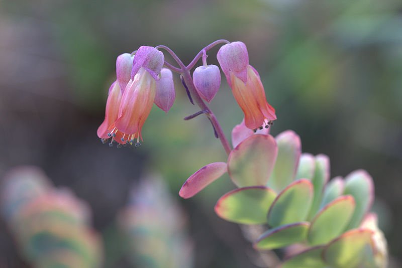 El Kalanchoe Marnier 'Kalanchoe Marnieriana' (Kalanchoe Panamensis)