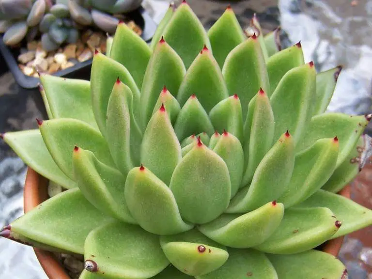 El “Lipstick Echeveria” Echeveria Agavoides (Echeveria Red Velvet)