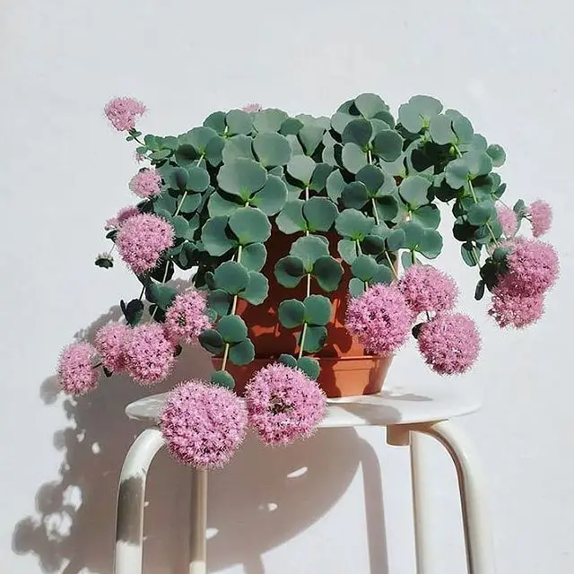 El Sedum Octubre Daphne 'Sedum Sieboldii' El Sedum Octubre Daphne 'Sedum Sieboldii'