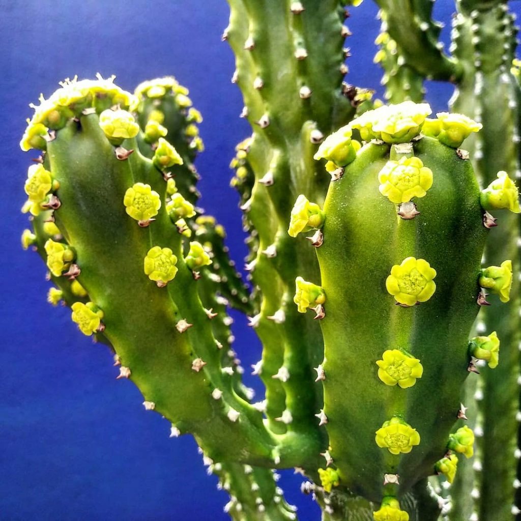 El Sullu Spurge 'Euphorbia Royleana'