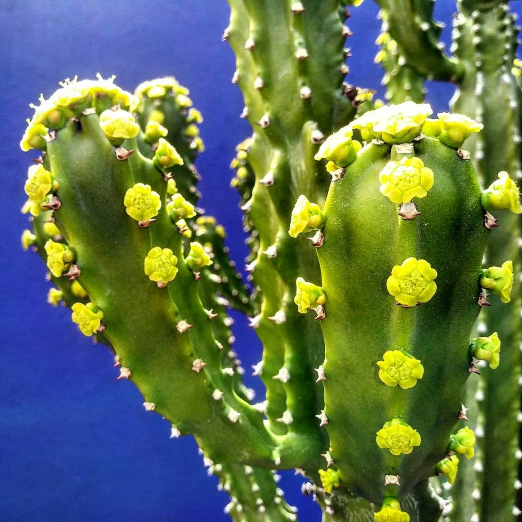 El Sullu Spurge 'Euphorbia Royleana' El Sullu Spurge 'Euphorbia Royleana'