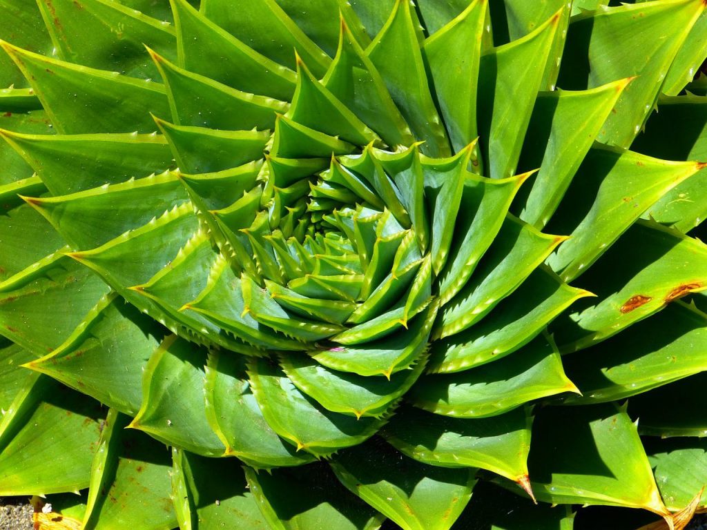 El aloe espiral 'Aloe Polyphylla'