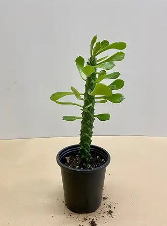 El árbol de algodoncillo indio 'Euphorbia Neriifolia' El árbol de algodoncillo indio 'Euphorbia Neriifolia'