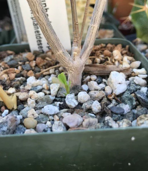 El arbusto suculento de raíz “Euphorbia Hedyotoides”