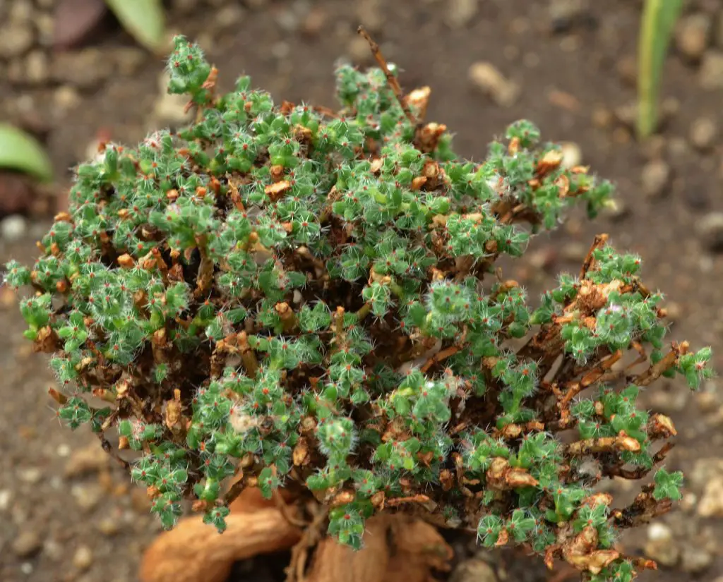El bonsái africano 'Trichodiadema Bulbosum' El bonsái africano 'Trichodiadema Bulbosum'