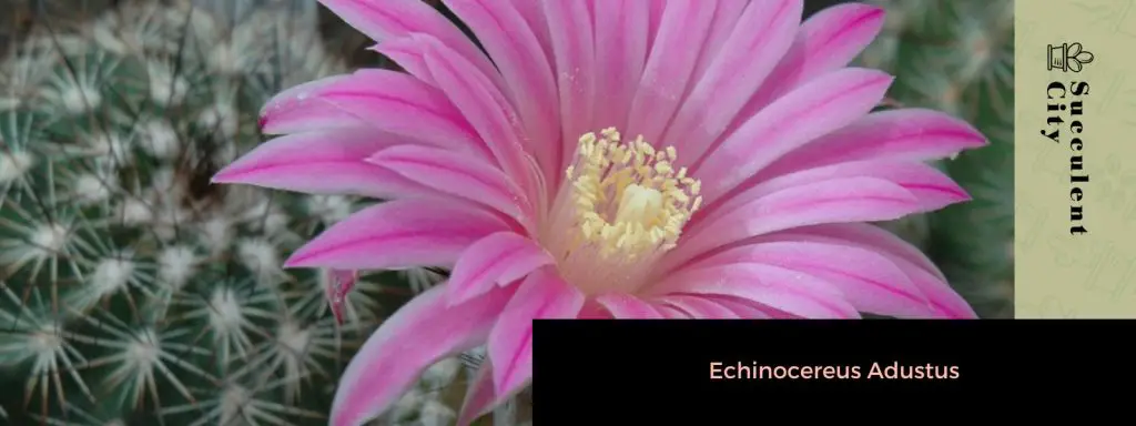 El cactus botón 'Epithelantha micromeris'