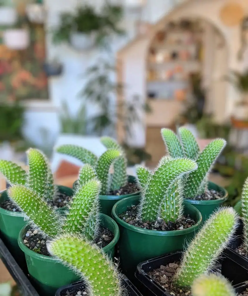 El cactus cola de mono 'Cleistocactus Colademononis'