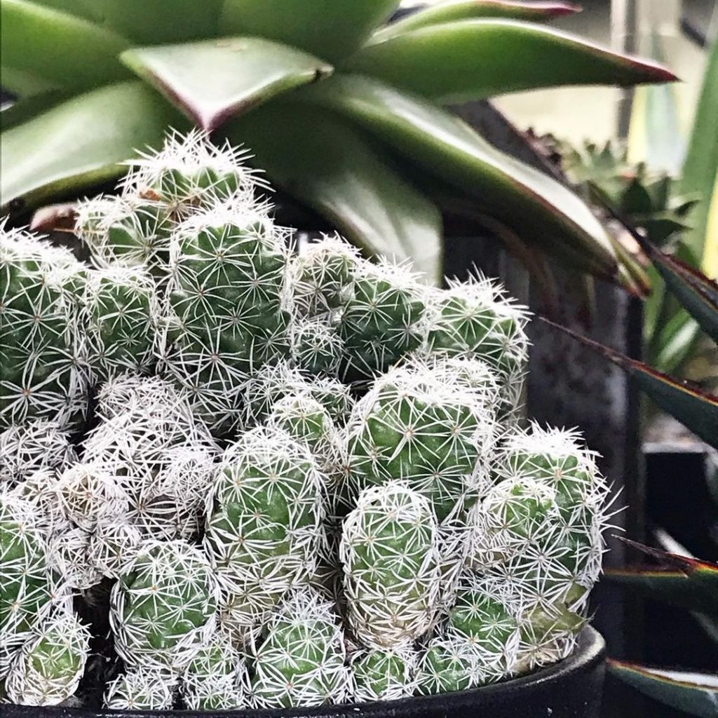 El cactus dedalera “Mammillaria Gracilis Fragilis” (también conocido como Mammillaria Vetula) El cactus dedalera “Mammillaria Gracilis Fragilis” (también conocido como Mammillaria Vetula)