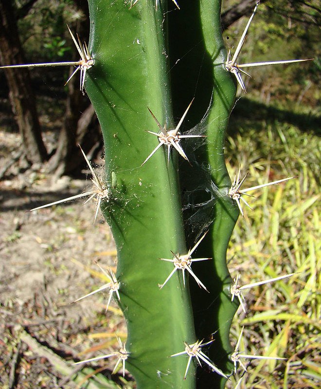 El cactus del castillo de hadas 'Acanthocereus Tetragonus'