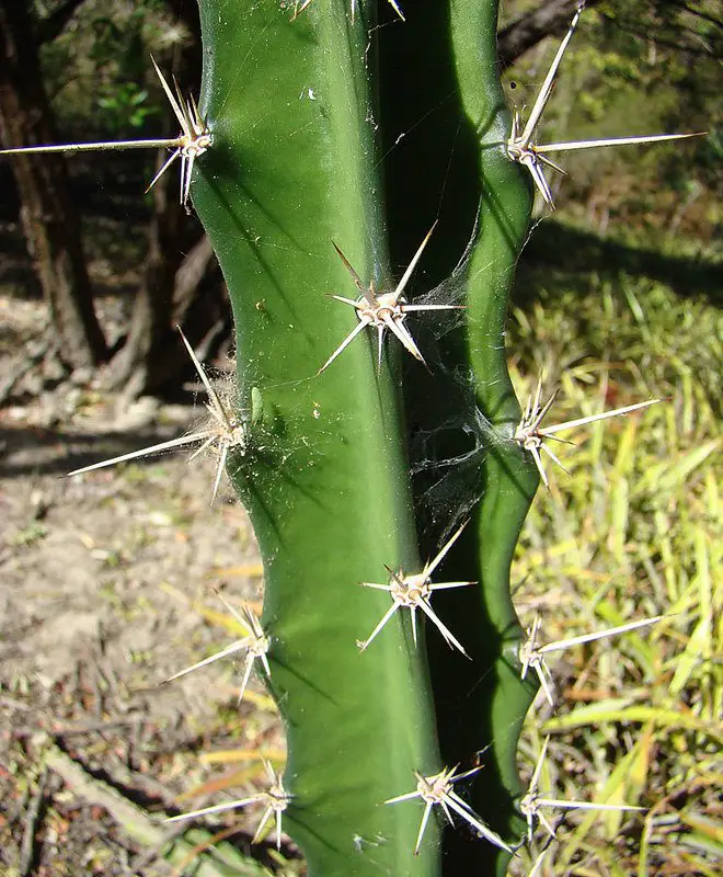 El cactus del castillo de hadas 'Acanthocereus Tetragonus' El cactus del castillo de hadas 'Acanthocereus Tetragonus'