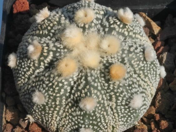 El cactus estrella 'Asphytum Asterias'