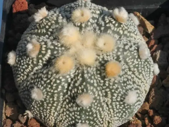 El cactus estrella 'Asphytum Asterias' El cactus estrella 'Asphytum Asterias'