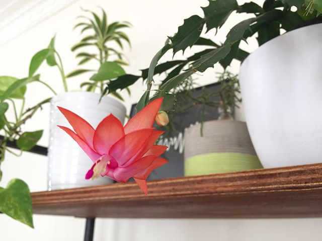 El cactus navideño 'Schlumbergera Bridgesii' El cactus navideño 'Schlumbergera Bridgesii'